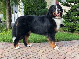 After extensive research and waiting for the perfect dogs we finally have our furry family complete! Thalassa Bernese Mountain Dogs Posts Facebook