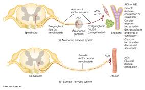 The somatic nervous system (sns), or voluntary nervous system is the part of the peripheral nervous system associated with the voluntary control of body movements via skeletal muscles. Compare Car Insurance Compare Autonomic And Somatic Nervous System