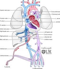 Image result for Fetal Circulation