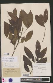 Image result for Haplocoelum