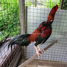 Hal itu karena ayam ini terbukti 'sakti' dalam bertarung dan ayam jenis ini bersal dari vietnam dan kadangkala disebut bangkok vietnam. White Feet Nine Months 2 8 Ayam Sabung Malaya Fans Facebook