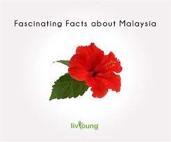 The National Flower Hibiscus Or Bunga Raya Has Five Petals That Symbolize The Rukunegara The Five Principles Of Nationhood W Fun Facts Flowers Fascinating