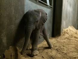 Pin Von Jana Hochbach Auf Elephant House Germany Zoo Halle Saale Mit Bildern Elefantenbaby Zoologischer Garten Elefanten