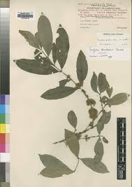 Image result for Phylohydrax