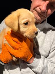 Labradors and their love for swimming in ponds