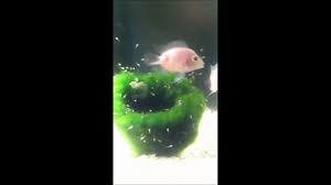 Check spelling or type a new query. Blood Parrot Cichlid Fry Youtube