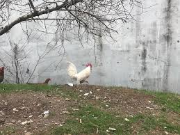 Istanbul Sultanbeyli De Postaciyi Kovalayan Horoz Husnu Nun Sahibi Konustu Haber Haberler Son Dakika Haberler