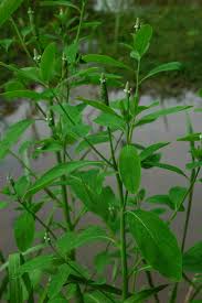 Image result for Sphenoclea zeylanica