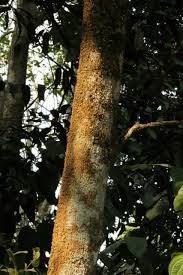 Image result for Hunteria zeylanica