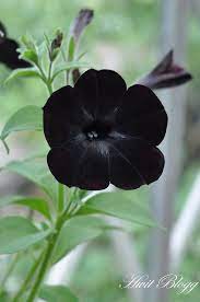 Black Petuniathese Are Really Good With Bright Pink And White Not For A Dark Black Petuniathese Are Really Good With Brig Black Petunias Flower Garden Plants