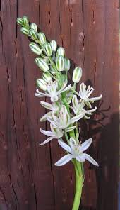 Image result for Albuca virens