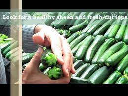 When should you pick zucchini. How To Pick Zucchini Youtube