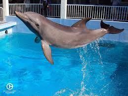 Hope The Dolphin Clearwater Marine Aquarium Clearwater Marine Aquarium Dolphins Animal Marine Aquarium