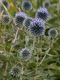 Image result for globe thistle