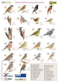 Fichelpo2 Oiseaux Des Jardins Oiseaux Documentaire Animaux