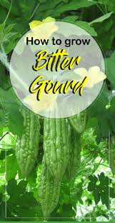 I plant ampalaya in our garden because its folate and vitamin c promote cardiovascular health. How To Grow Bitter Gourd Growing Bitter Gourd In Container Karela How To Grow Bitter Gourd Bitter Gourd Vegetable Farming