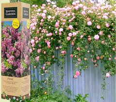 It has very large flowers, 5 inches across, which are rose pink fading to light pink, each one with 60 or more petals which become delightfully ruffled as it opens out; Spring Growing Pink Fragrant Climbing Rose Flower Bare Rooted Plant Shrub In Box Ebay