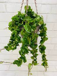 hoya carnosa compacta hindu rope etsy plant hanging plants giant fuchsia