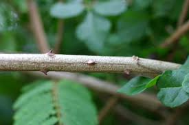 Image result for Acacia brevispica