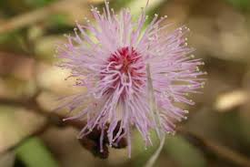 Image result for Mimosa diplotricha