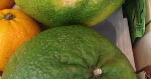 Reliably produces a good crop of sweet, less acidic fruit. Pin On Citrus Lemon Oranges