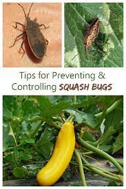 Vining pumpkins need at least 50 to 100 square feet per hill. Control Squash Bugs 12 Ways How To Kill Squash Bugs