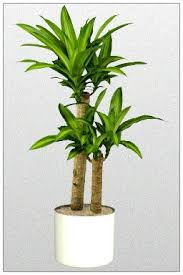 Plants Which Are Safe For Your Bird Aviary Bird Aviary Plants Best Indoor Plants