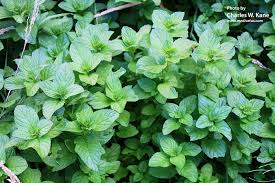 Image result for Mentha aquatica