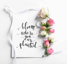 Maybe you would like to learn more about one of these? Quotes About Roses And Their Meanings Floraqueen