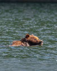 Brown bears are excellent swimmers. Sometimes swimming 3 miles or more  between islands around Southeast Alaska. The half mile wide bay was an easy  swim for this coastal brown bear that morning