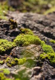 Mosses and liverworts general characteristics (key points with ppt) ø bryophytes are the most simplest and most primitive land plants ø name bryophyte is derived from two words; Introductory Chapter Bryophytes 2020 Intechopen