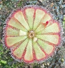 Image result for Drosera
