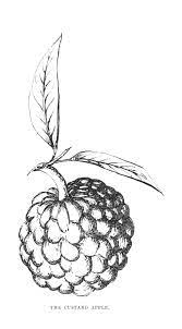 Economics of growing custard apples—atherton tableland information courtesy of andrew hinton, economist, dpi, mareeba. Free Vintage Clip Art Custard Apple The Graffical Muse Clip Art Vintage Apple Illustration Vintage Illustration