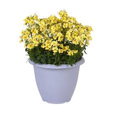 Image result for Nemesia fruticans
