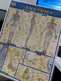 Anatomy Quick Study Academic Chart Laminated 6 Pgs