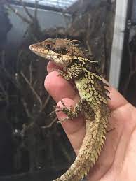 Salea Anamallayana Animal Pictures Animals Reptiles