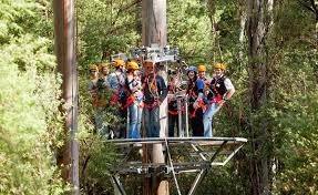 The Otway Fly Tree Top Adventures Great Ocean Road Victoria Australia Top Adventures Adventure Adventure Travel
