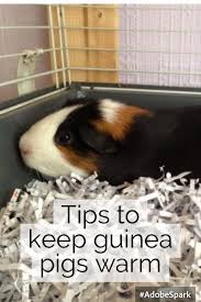 Pin On Guinea Pigs