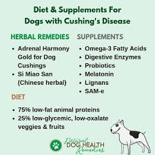 Canine Cushings Disease Recommended Diet Supplements Cushing Disease Cushings Dogs Health Remedies