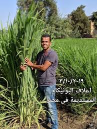 نبات البونيكام التنزانى الاصلى للاعلاف Videos Facebook