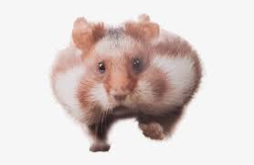 Hamster transparent png download now for free this hamster transparent png image with no background. Png Library Library Running Png Image Mix Hamster Transparent Free Transparent Png Download Pngkey