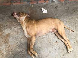 Bất ngờ, anh này bị con chó pitbull đứng cạnh đó phóng tới tấn công, quật ngã xuống nền gạch rồi cắn nhiều đây là dòng chó pit bull fighting dog, chó chiến đấu dữ bậc nhất. U Ckes4 Wk Agm