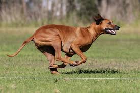 We visit with you to assess her at 6, 12 and 18 months of age. Kysaridge Rhodesian Ridgebacks