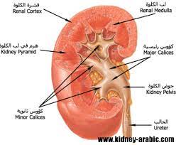 الفشل الكلوي هذا نوع المرض المخيف يوجد الأمراض كثيرة ممكن أن يكون الفشل الكلوي هثلا تكيس الكلي ولكن بعض المرض هو ال kidney failure causes kidney failure kidney