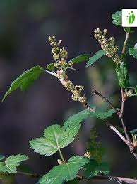 Dwarf forms (including weeping forms) of ornamental trees bring a whole group of highly desirable specimen plants outstanding for design elements. Mountain Currant Ribes Alpinum Trees And Shrubs Naturegate