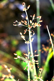 Image result for Fimbristylis miliacea