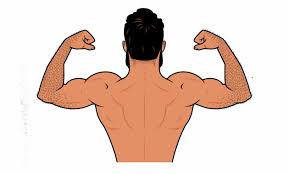 The intrinsic back muscles, which are also called true back muscles. The Chin Up Hypertrophy Guide Outlift