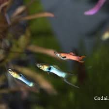 Image result for Chlorophytum macrosporum