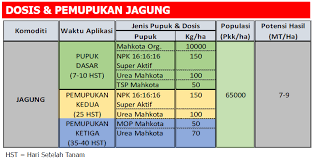 Di indonesia, jagung sering kali dijadikan sebagai salah satu bahan masakan sayuran. Pemupukan Jagung Pupuk Mahkota