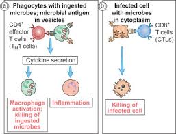 Image result for Humoral Immunodeficiency